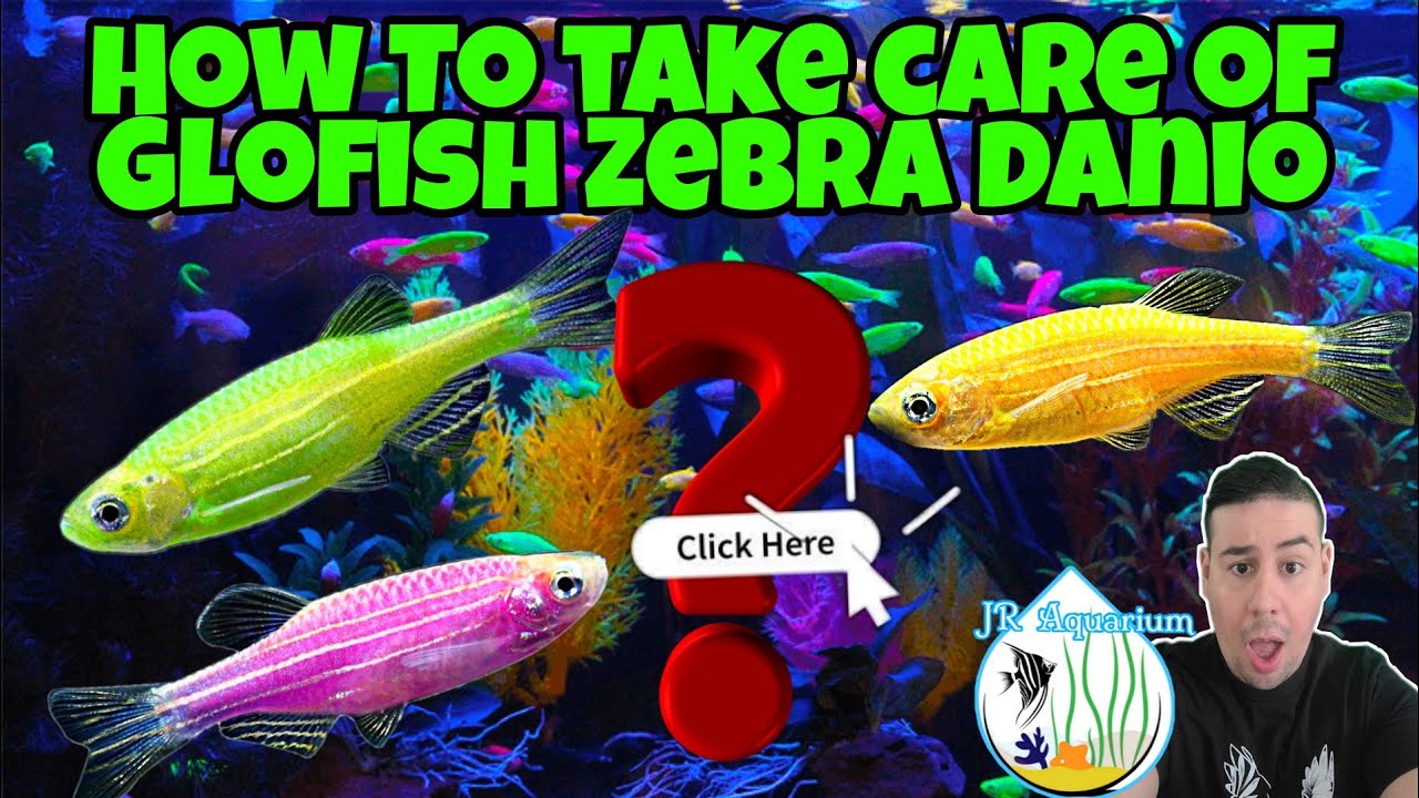 Glofish Zebra Danio! Всё, что нужно знать перед покупкой! Советы и информация по уходу, Эпизод 2:...