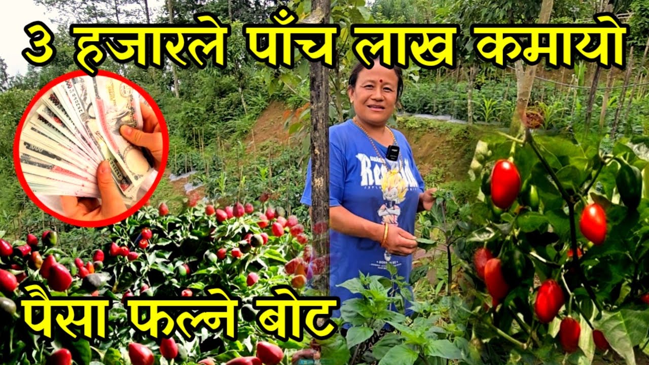 तीन हजार बोटले एकै सिजनमा पाँच लाख कमाउने माइ जोगमाइकि राइनी दिदी akabare chilli farming