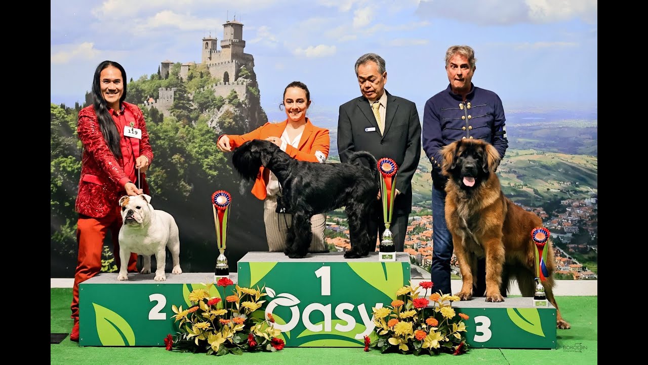 Multi CH THU ANH des Rob and Son Bulls 2nd Best Goup 2 Main Ring in San Marino 2nd November 2025.