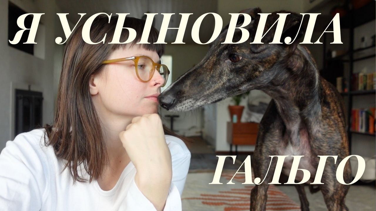 Гальго из Испании, усыновление и жизнь с двумя борзыми