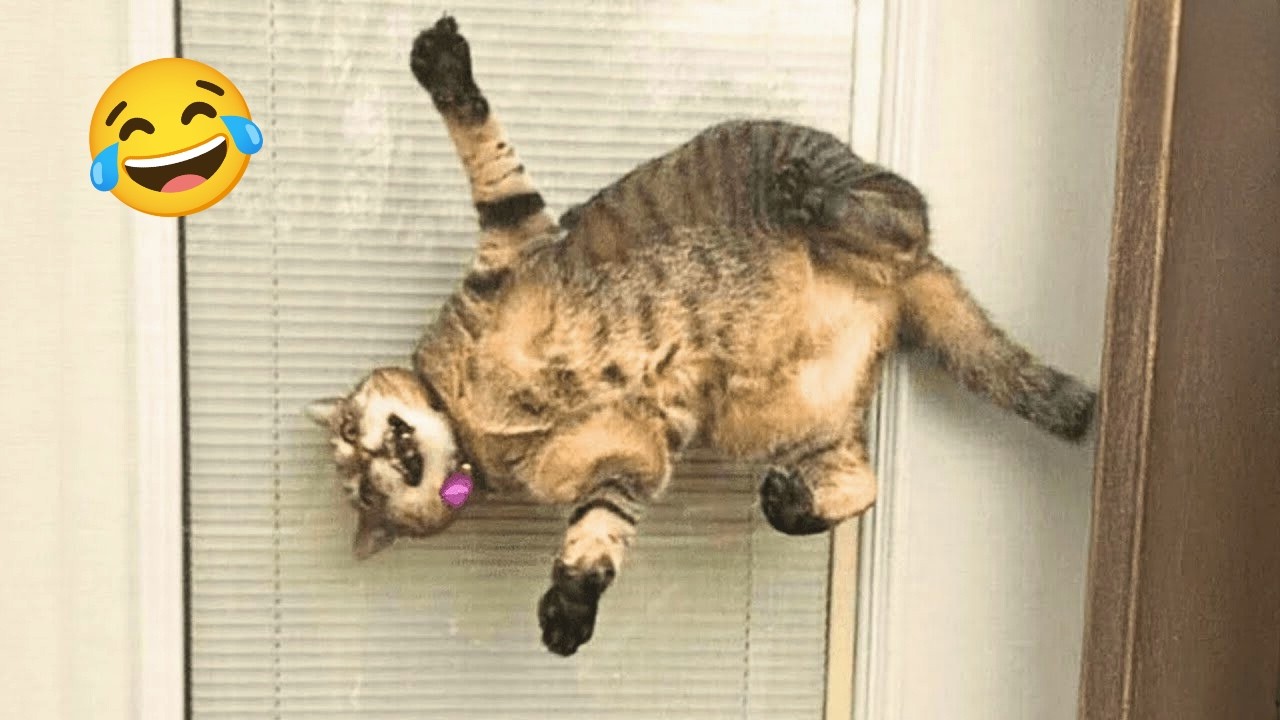 Funny Animal Videos of Cats and Dogs🐶😺 Try Not To Laugh 😂