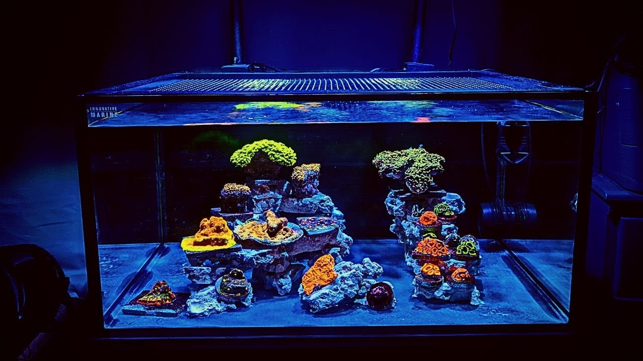 Adding Coral to Nano Reef Tank (Skimmerless) - Nuvo 25 Episode 2