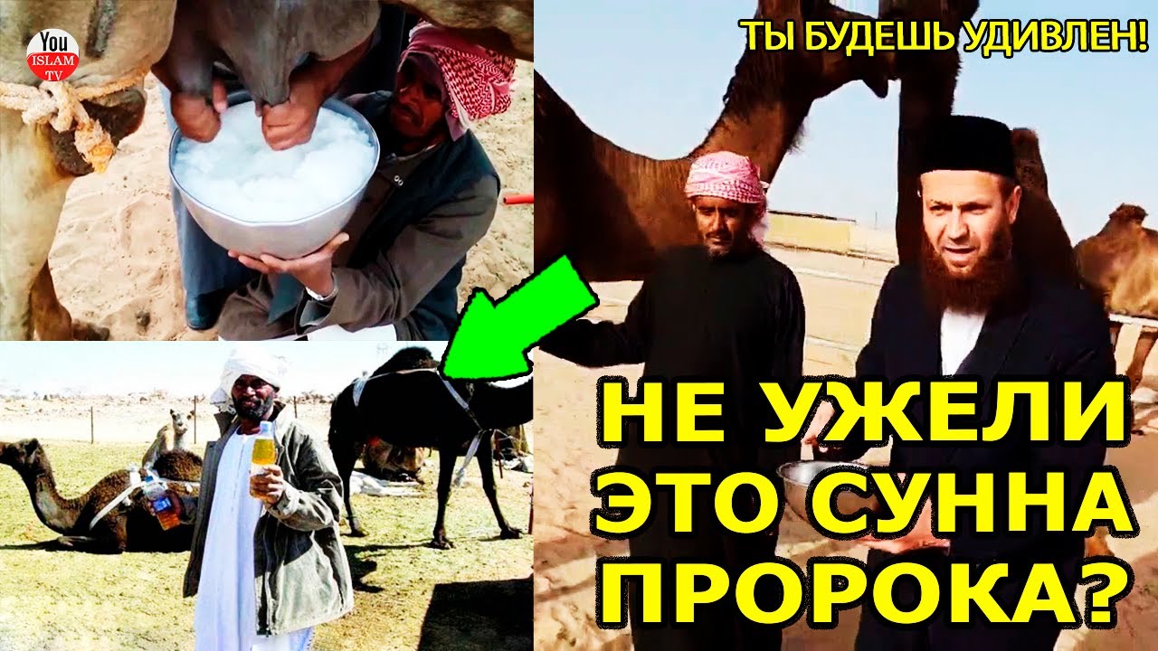 ЗАЧЕМ АРАБЫ ПЬЮТ ВЕРБЛЮЖЬЮ МОЧУ \ ПРОРОК ВЕЛЕЛ ПИТЬ МОЧУ И МОЛОКО ВЕРБЛЮДА \ ЭТО СУННА ПРОРОКА?