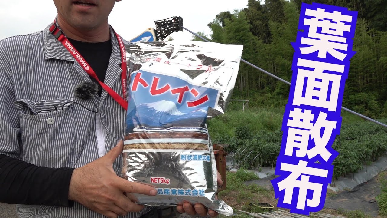 ドローン防除と液肥微量要素葉面散布19/8/1#751