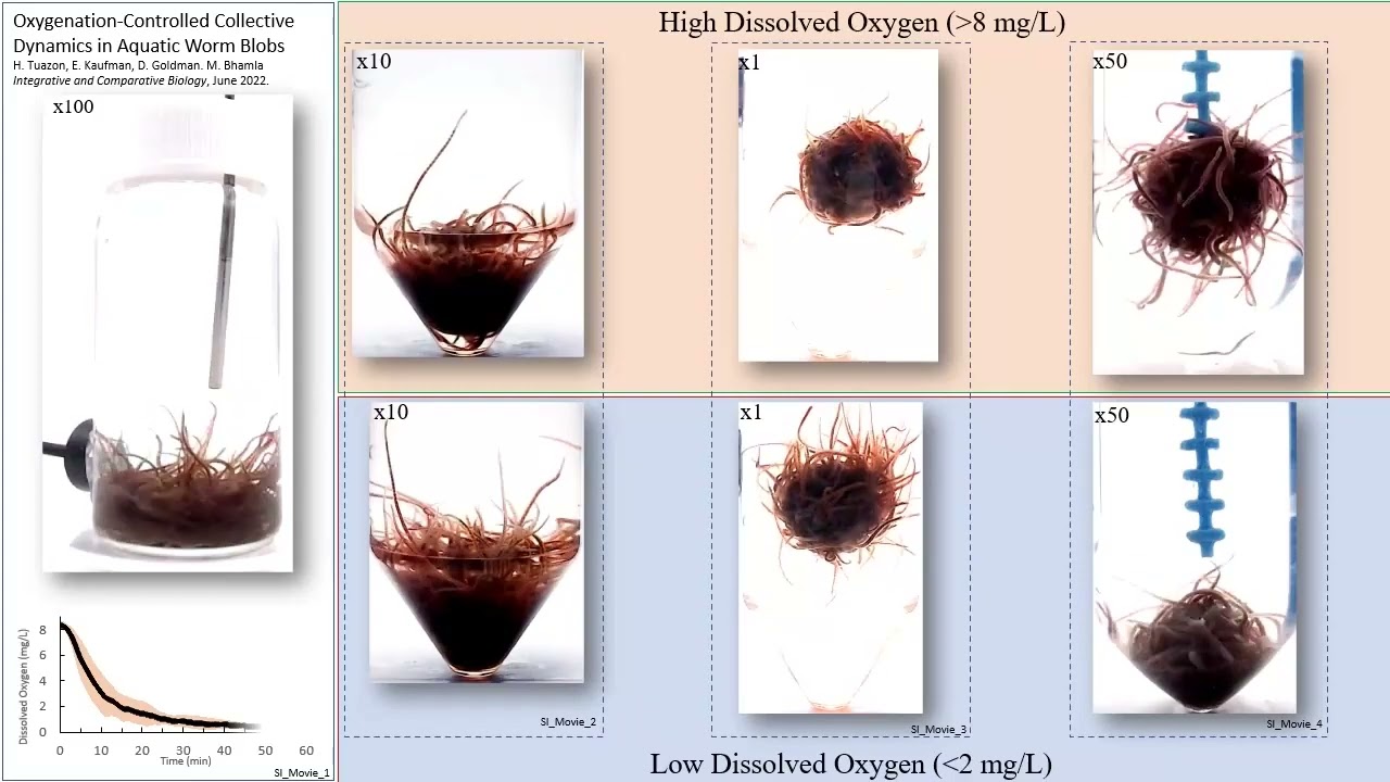 Collective Respiration Behavior of Worm Blobs (aerotaxis)