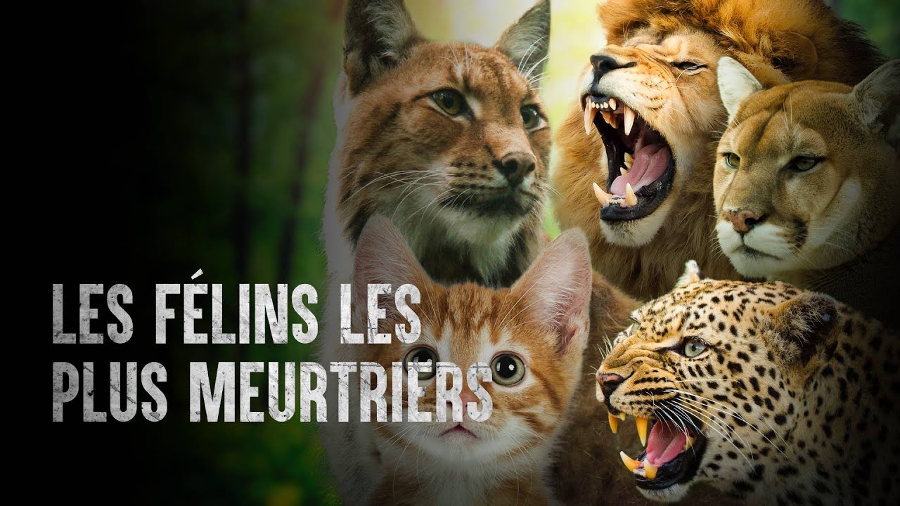Comment survivre aux félins les plus meurtiers