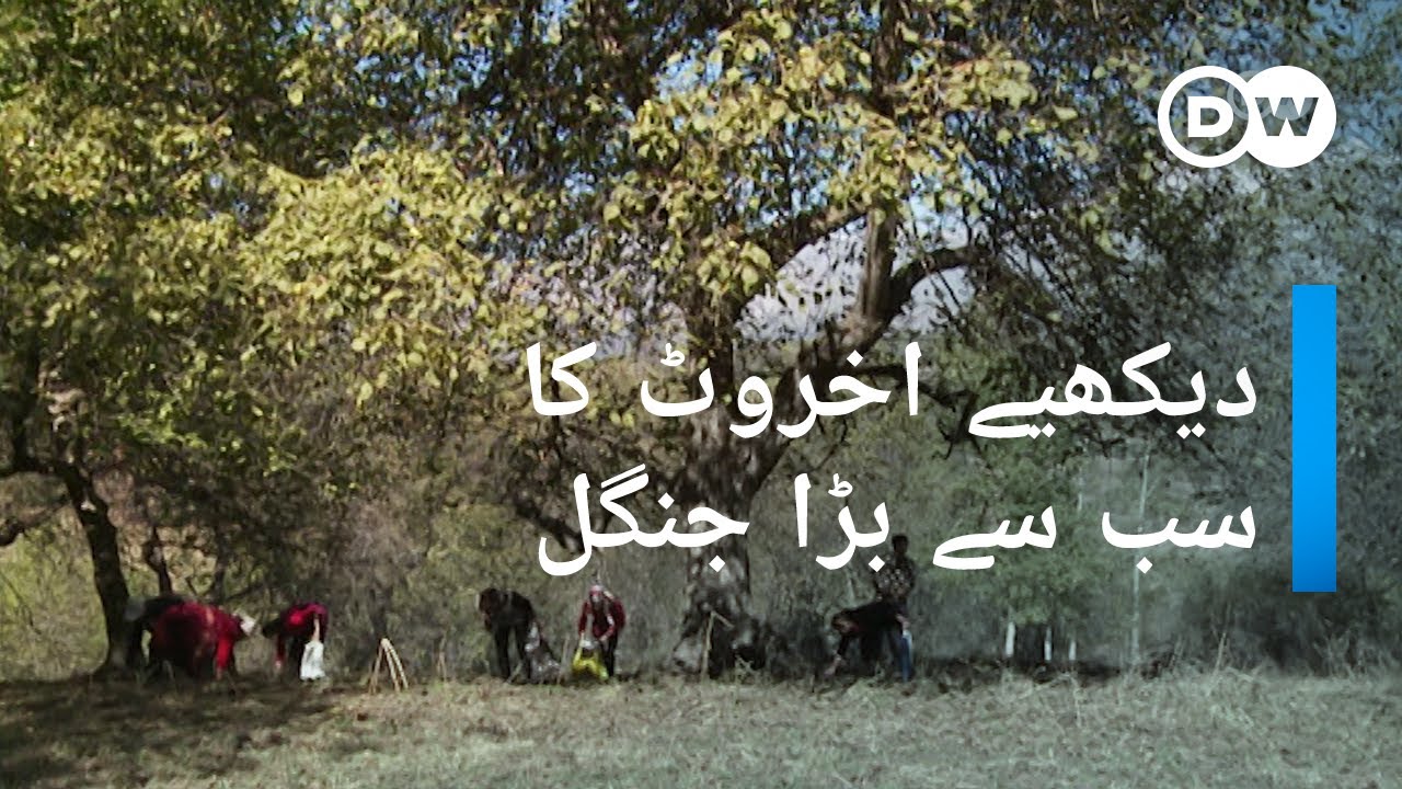 کرغزستان میں اخروٹ کے درختوں کا سب سے بڑا جنگل | DW Urdu