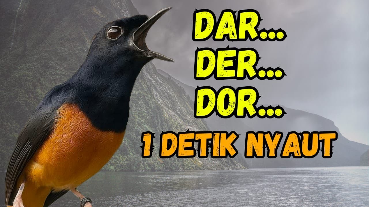 🔥DAR DER DOR🔥PANCINGAN MURAI BATU GACOR AMPUH JADIKAN MURAI BATU AGAR NYAUT BUNYI