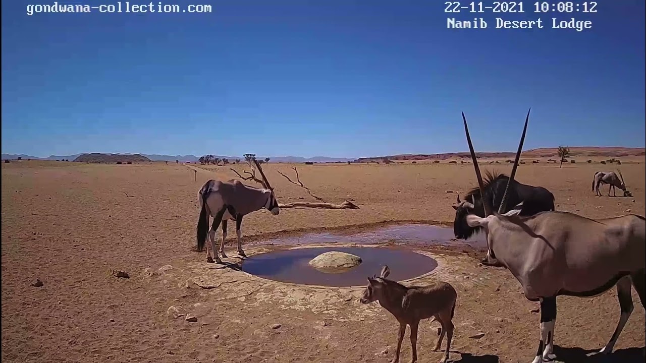 NamibiaCam:  2nd Oryx calf - 22 November 2021