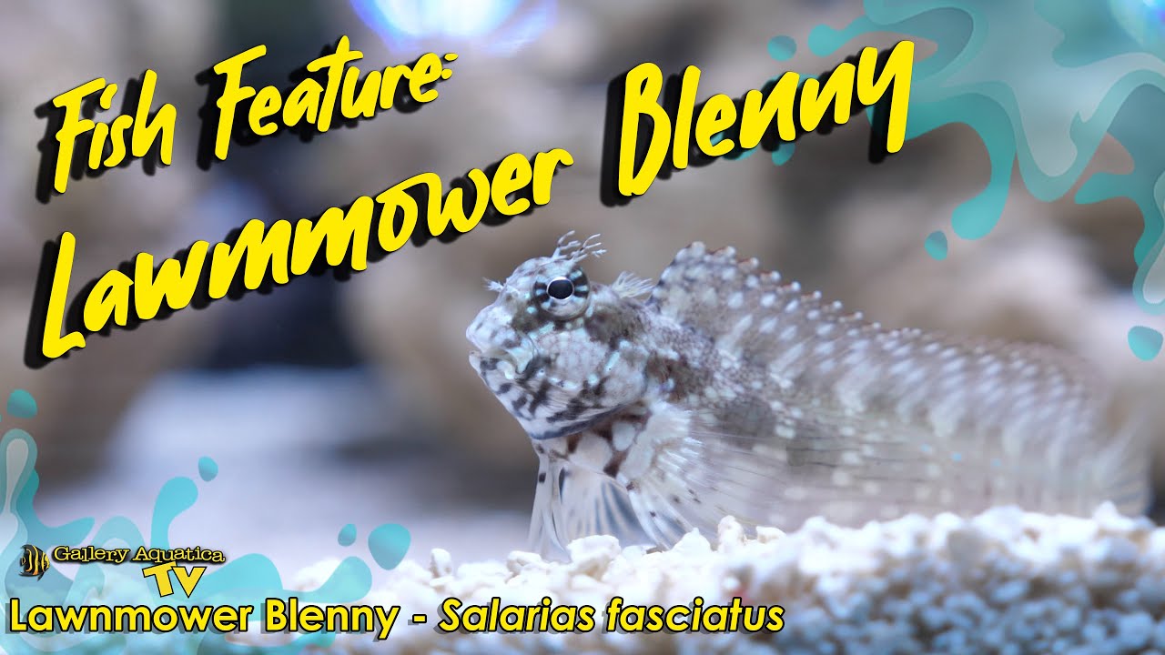 Характеристика рыбы: собачка-газонокосилка - Salarias fasciatus