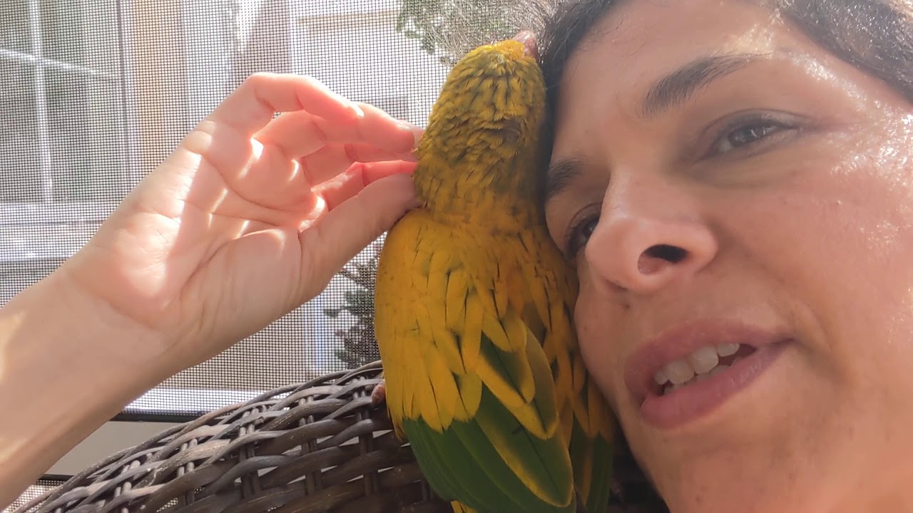 Golden Conure (Or Queen of Bavaria) Pros & Cons