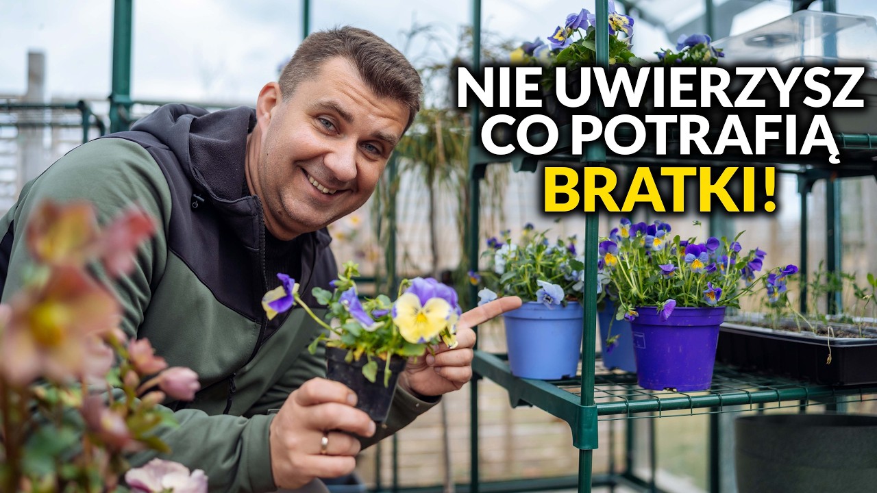Bratki - Kwiaty, kt&oacute;re podbijają serca i ogrody! 🌸 | Hubert Lamański