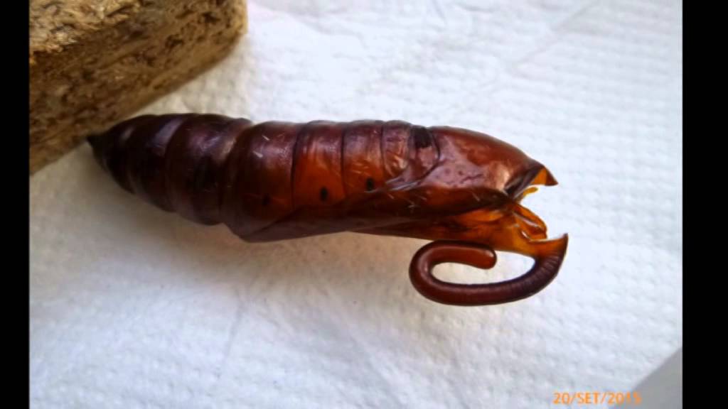 sfinge del convolvolo