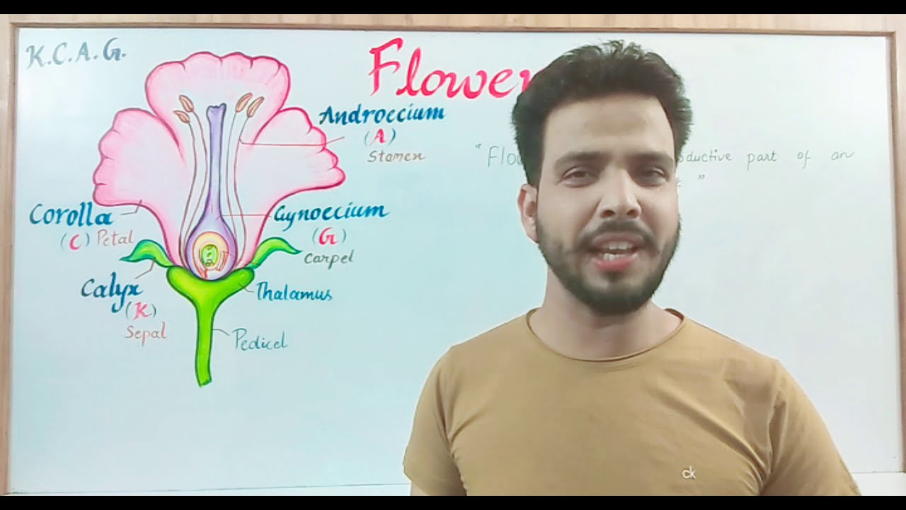 Flower ( parts of a flower in angiosperm) in hindi ( पुष्प के भाग)