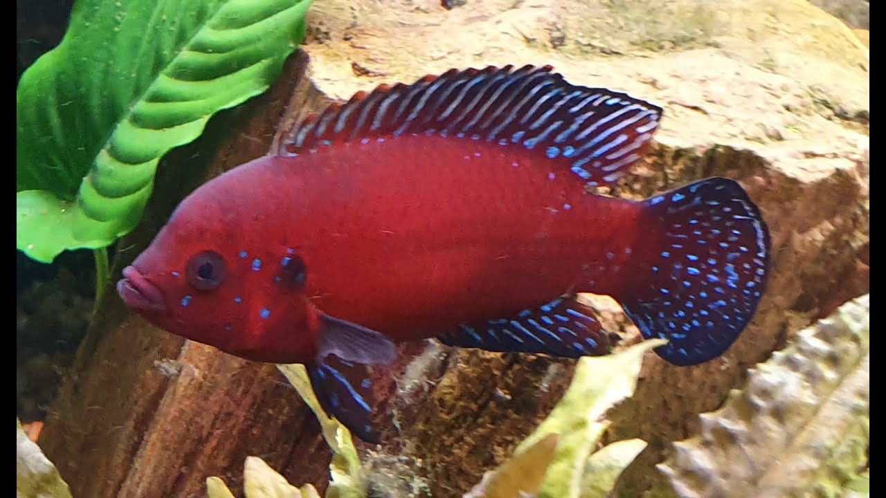 Hemichromis exsul / turkana - 1 / fights