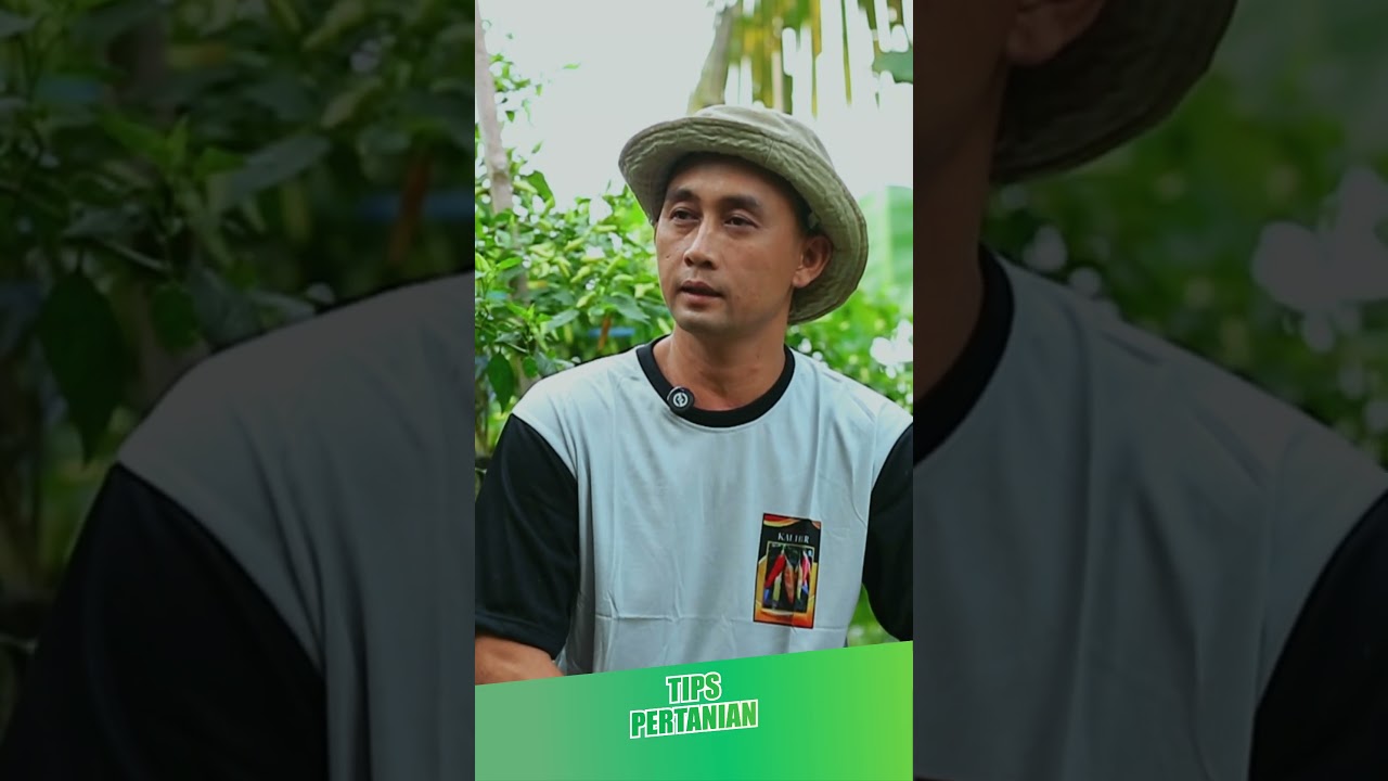 tips mengatasi busuk batang pada tanaman cabai rawit #pertanian #agrikultur #pertaniancabe