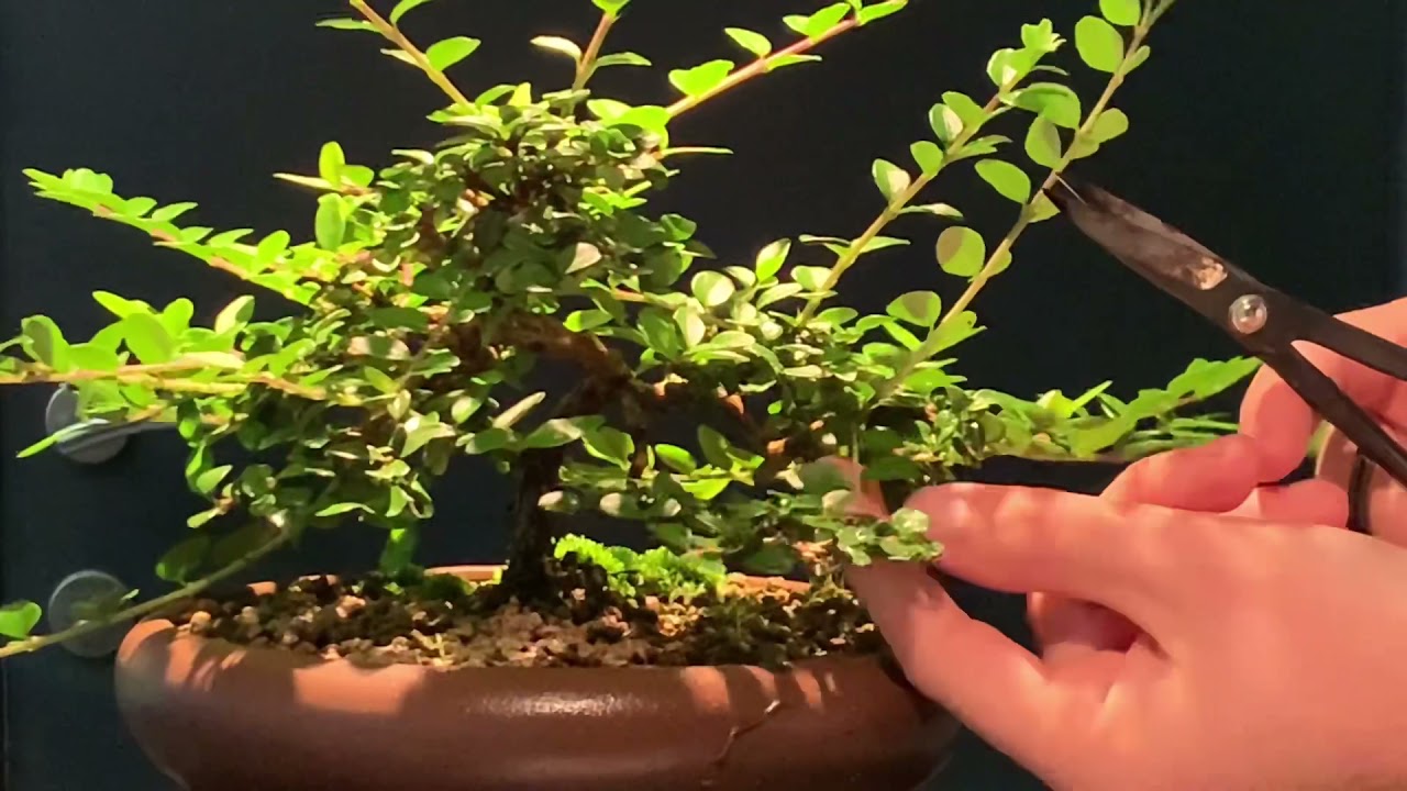 Bonsaï: taille de densification sur Lonicera pileata