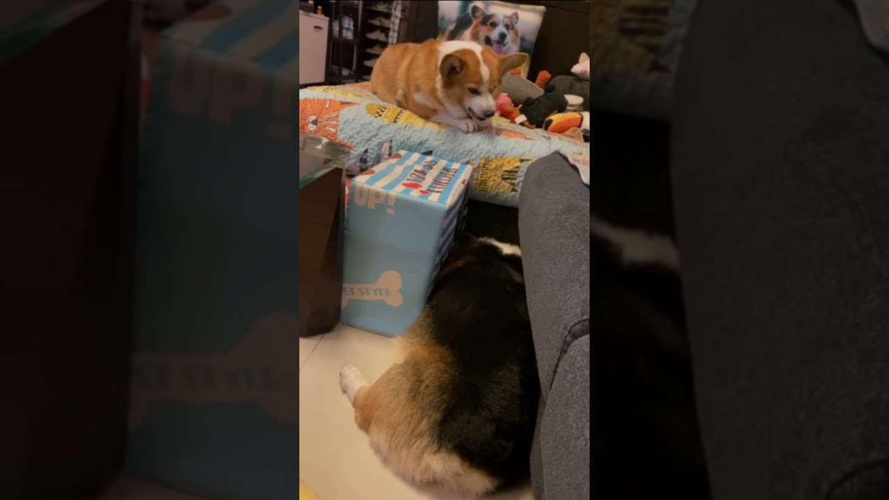 ANGERY BOIS fight over nothing.