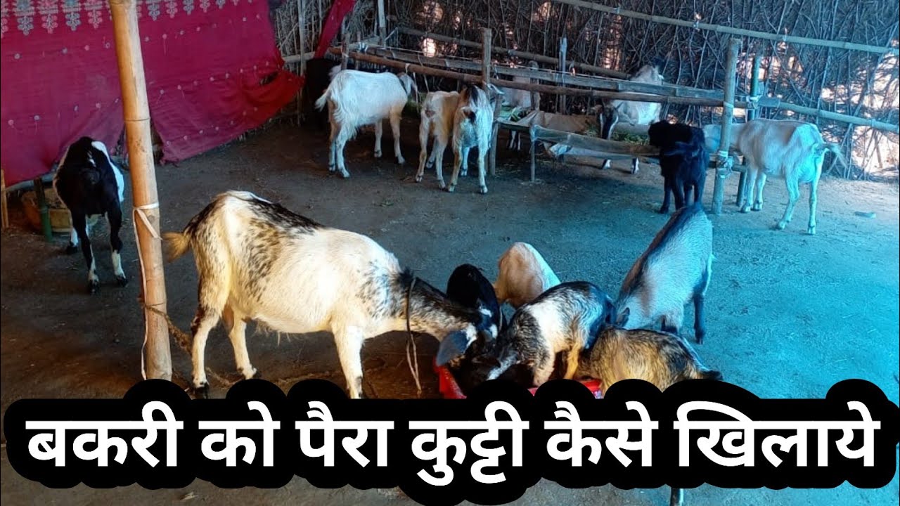 Bakri Ko Paira Kaise Khilaye |Goat Feed Management