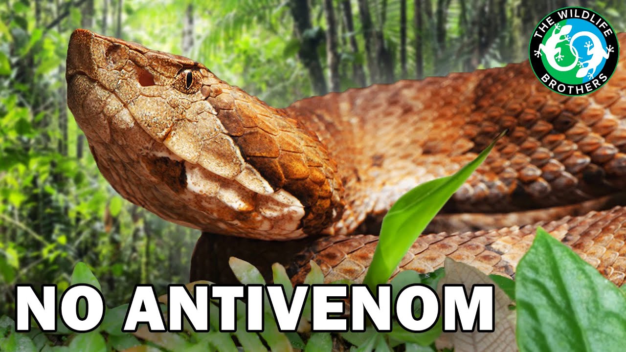 Мы поймали самую смертоносную змею, о которой вы никогда не слышали — жабоголовую гадюку