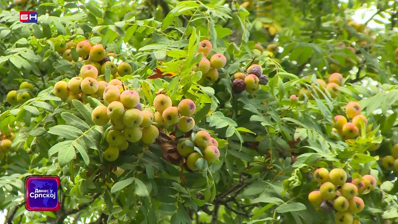 Višegrad: Oskoruša, ukusno voće i lijek (BN TV 2021) HD