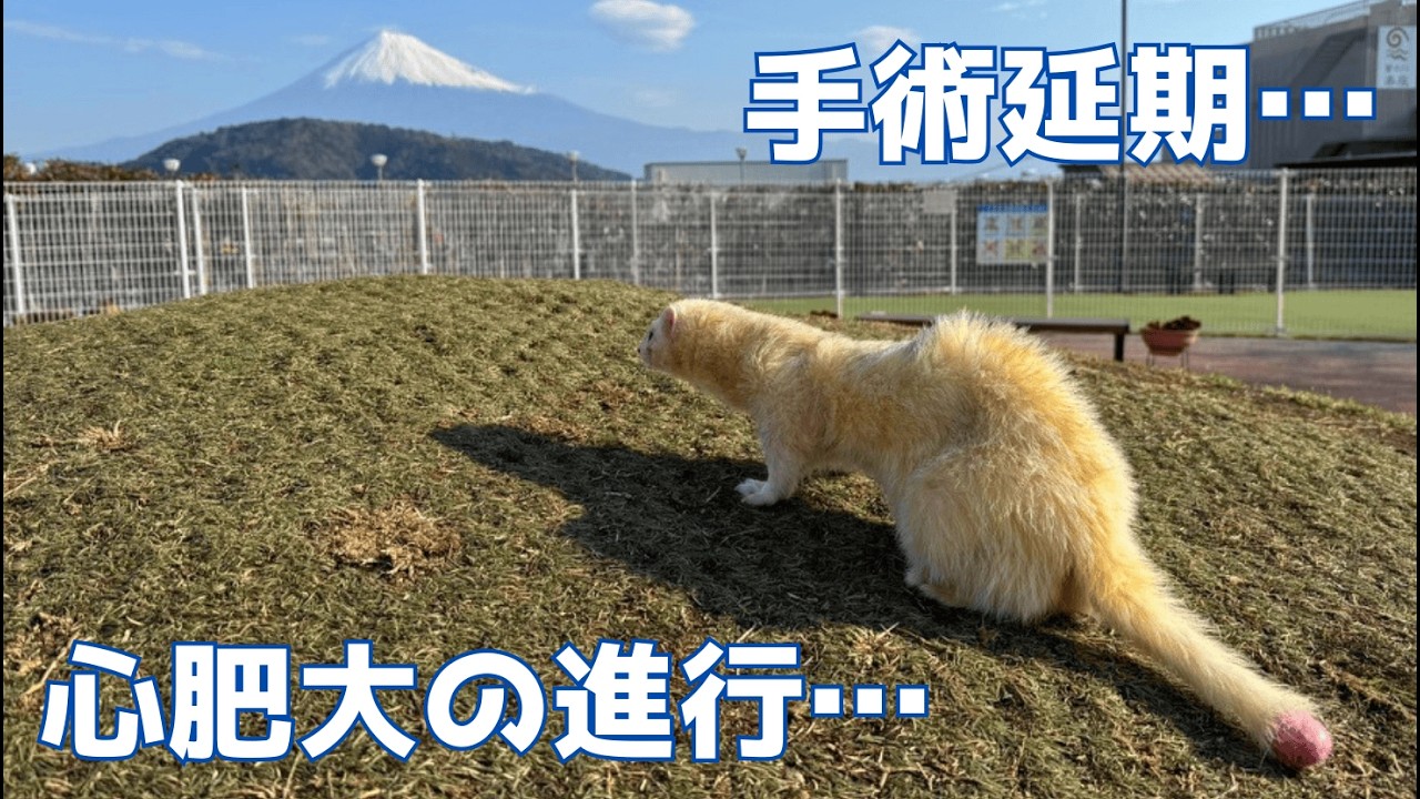 手術当日…まさかの診断。オレオの手術は延期になりました【ferret#1972】