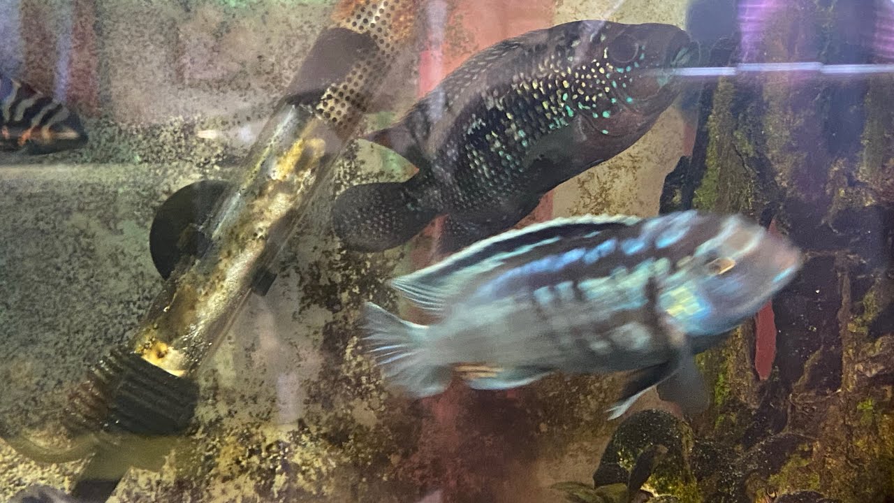 Seeing if my African and my American Dempsey can get along!