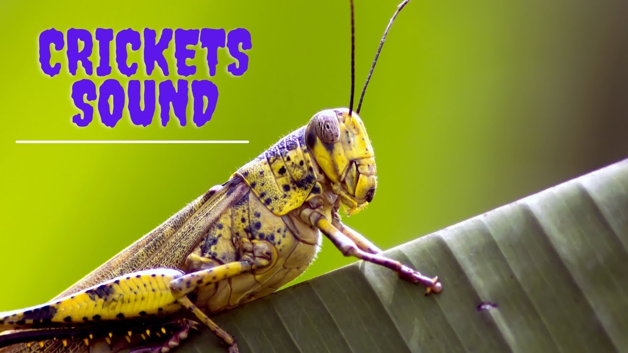 crickets noises sound | Crickets Chirping Sound Effect