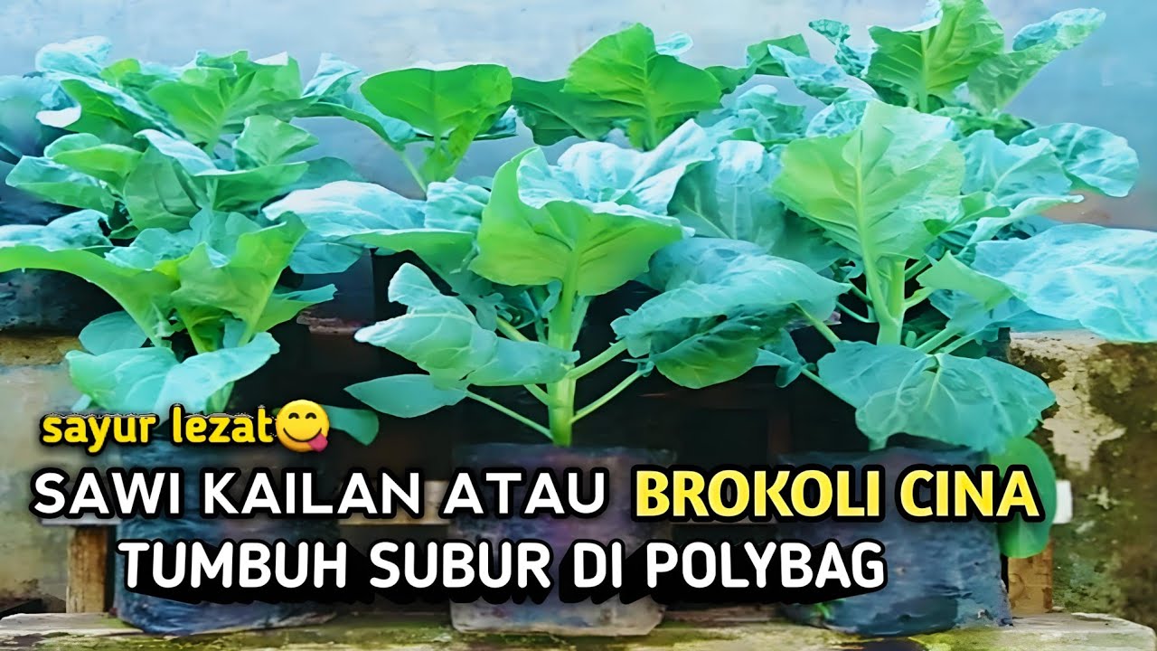 cara menanam sawi kailan di polybag dari benih sampai panen
