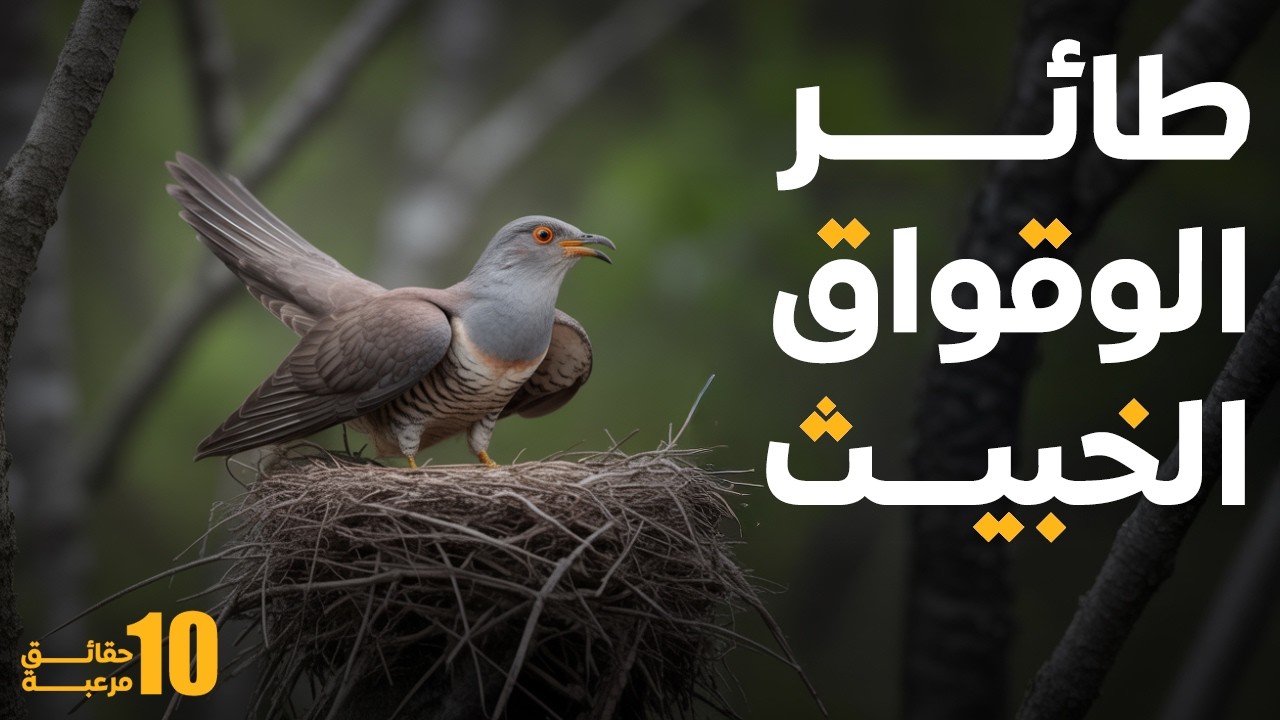المجرم الأذكى في عالم الطبيعة.. سر طائر الوقواق الذي حير العلماء!