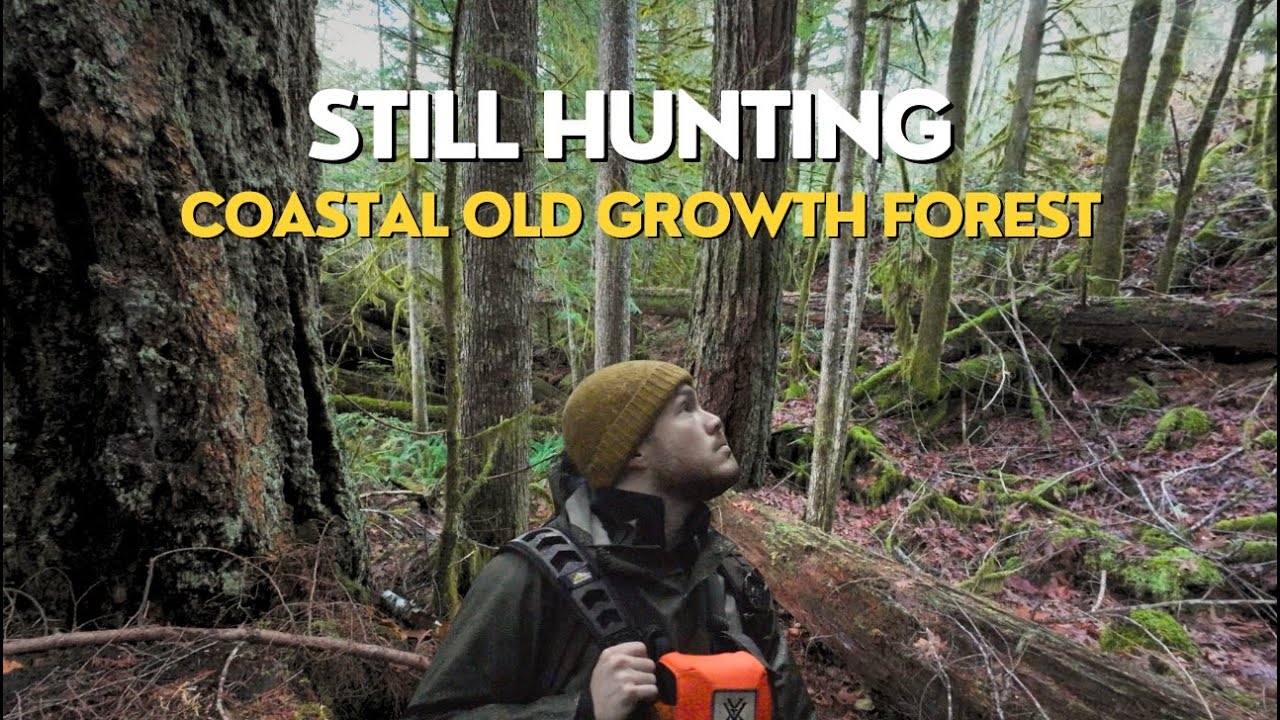 Blacktail Deer Hunt | Vancouver Island Old Growth ASMR