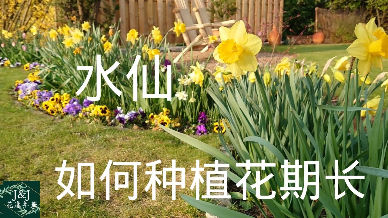 061【J&J花漾年華】如何选择及搭配洋水仙才能延长花期，洋水仙的早中晚季品种及种植位置， 省心维护洋水仙，年年开花