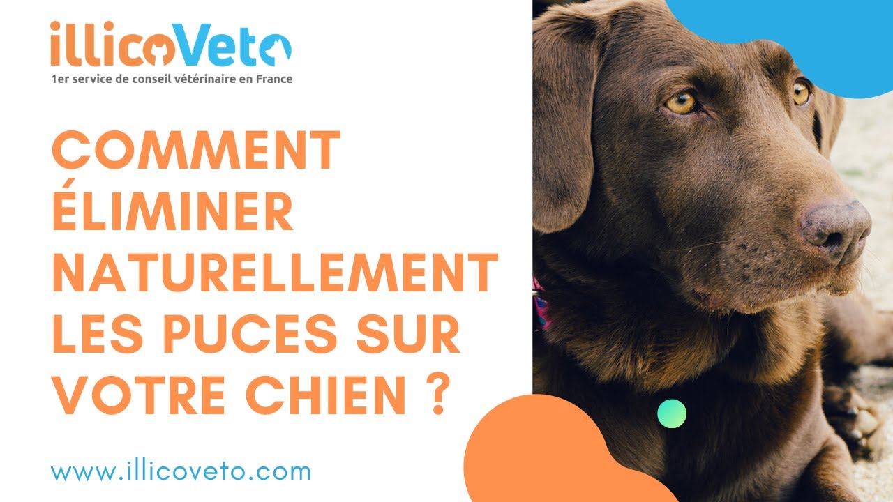[Conseils Vétérinaires] Comment éliminer naturellement les puces sur votre chien ?