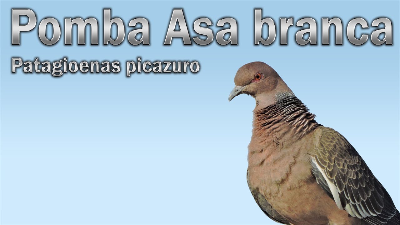 Pomba Asa branca cantando gravado ao vivo em HQ para ensinamento de filhotes