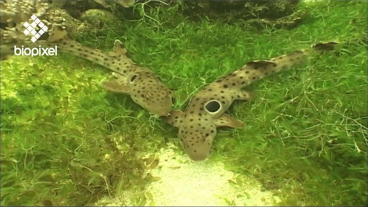 Oceanpedia   Critter finder   Sharks and Rays   Bottom dwelling   Epaulette shark