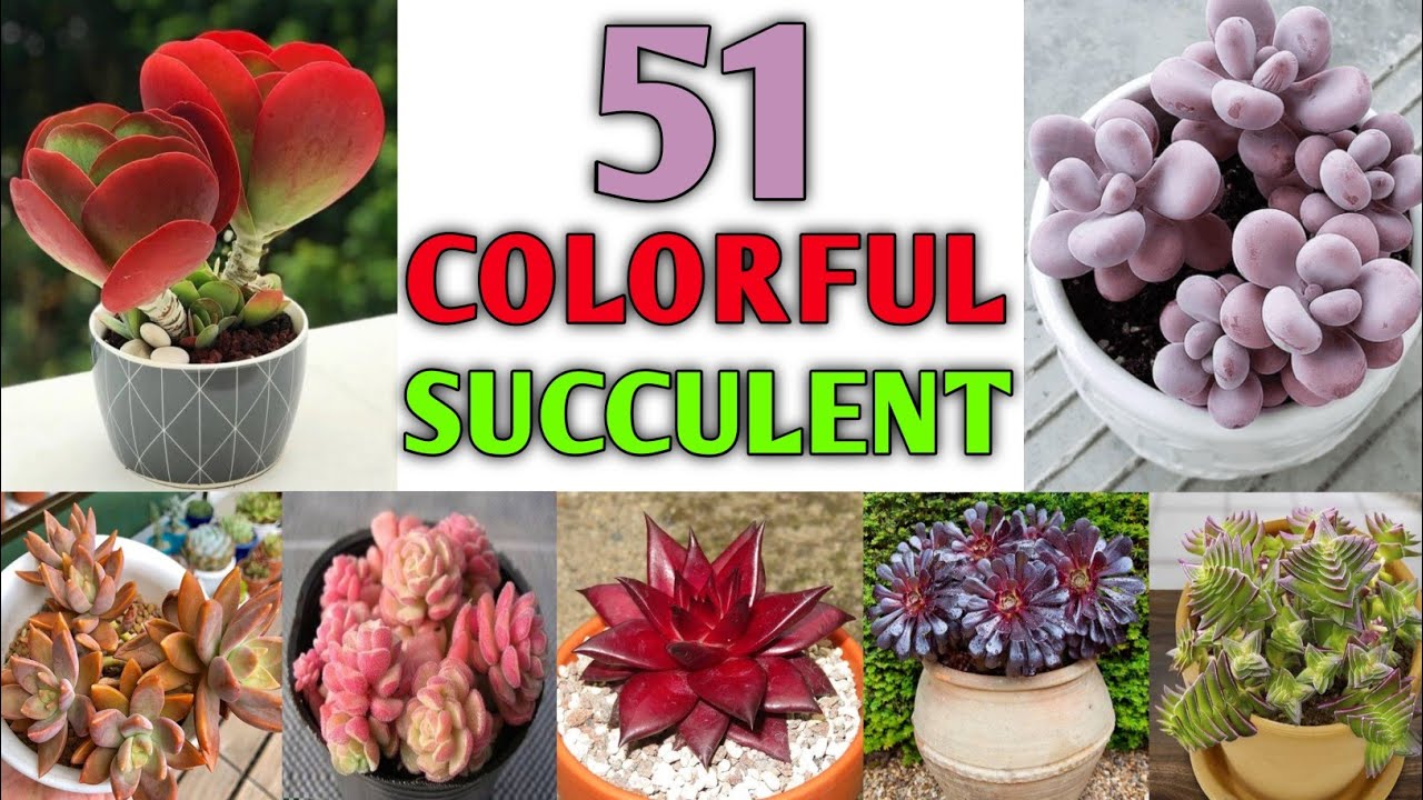 51 Colorful Succulents | Best and Beautiful Colourful Succulents with names ID | Plant and Planting