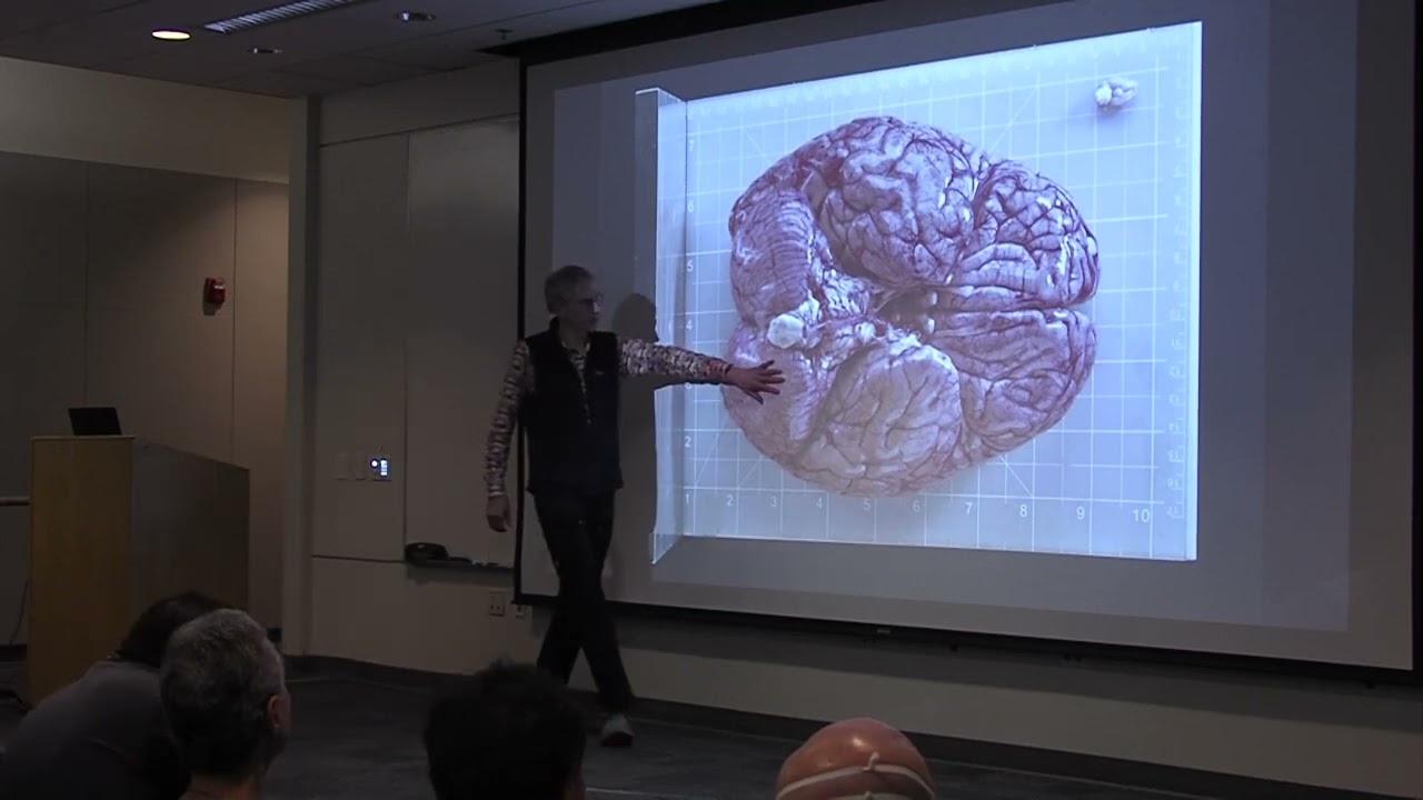 Christof Koch | What Does a Theory of Consciousness Need to Explain?