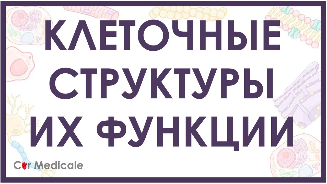 Клеточные структуры и их функции кратко (мембрана, цитоскелет, ядро, митохондрия)
