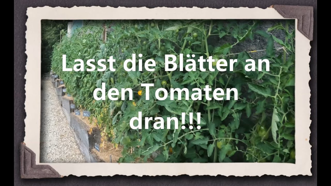 Lasst die Blätter an den Tomaten dran!