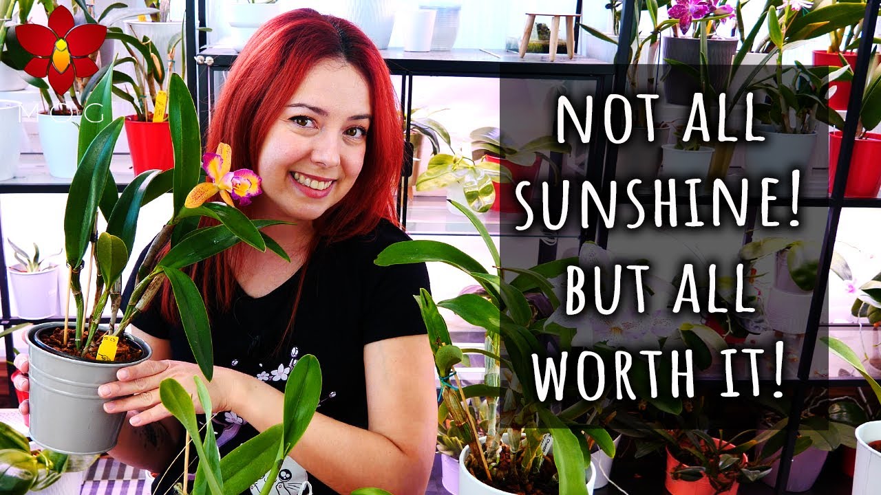 Annoying things about Cattleya Orchids you should know! And yet they're still my faves 🤪