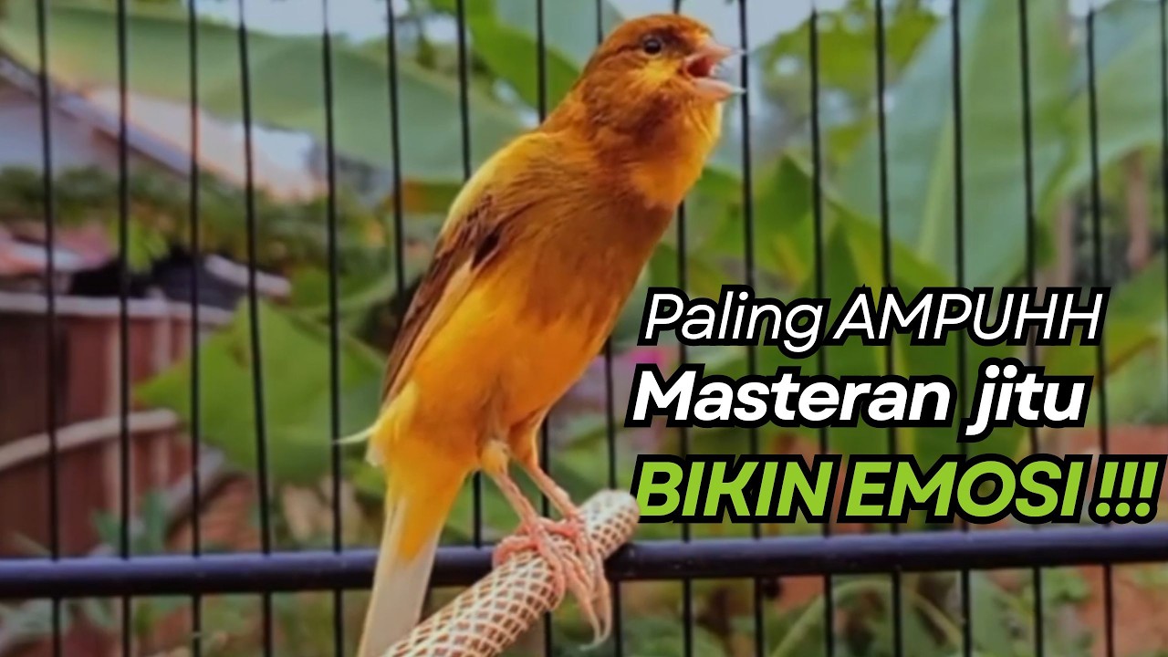 KENARI GACOR Cuit CUIT BIRAHI UNTUK PANCINGAN & MASTERAN Kenari PAUD AGAR BUNYI
