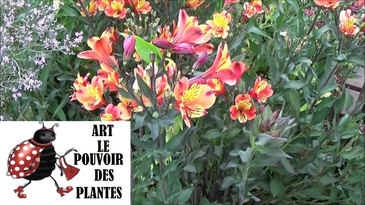 Conseils jardinage: alstroemeria lys incas: comment faire la taille et l'entretien :Plante vivace