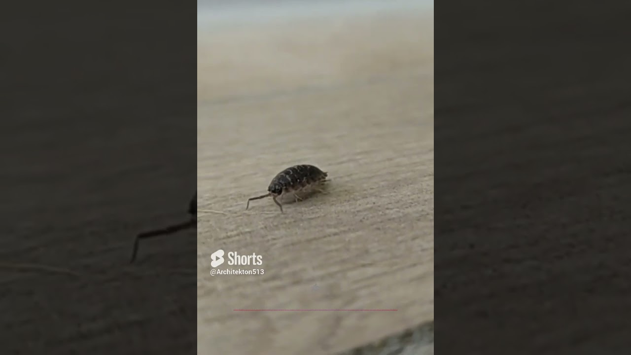 Woodlouse and House - #NatureWaltz A Natural Documentary