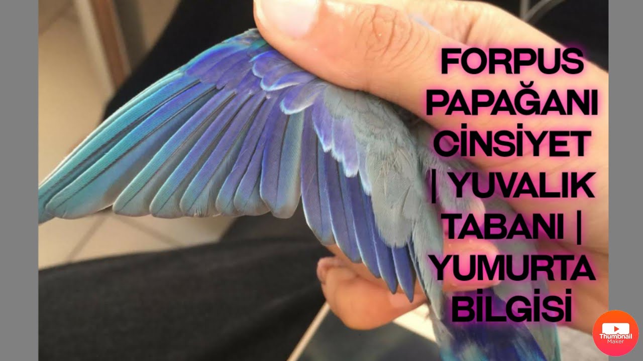 FORPUS PAPAĞANI CİNSİYET BİLGİSİ | YUVALIK TABANI VE YUMURTA BİLGİSİ