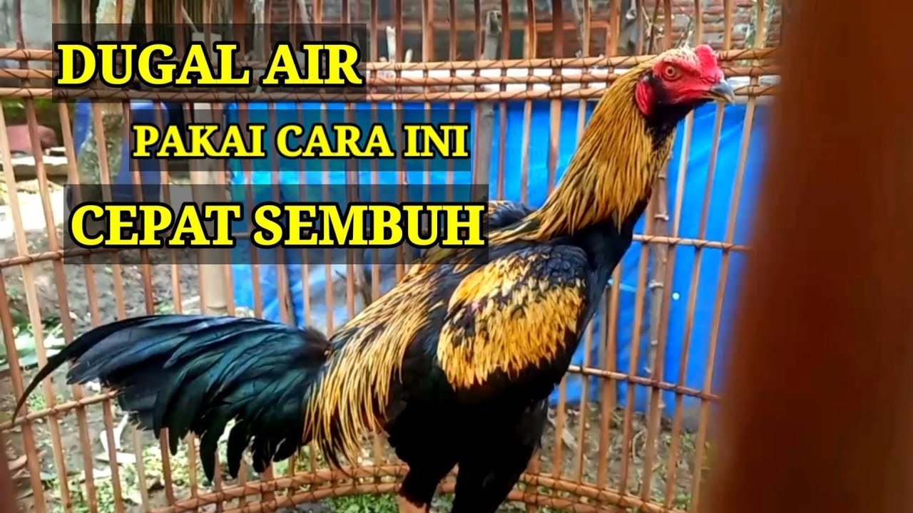 Cara mengobati ayam dugal Air