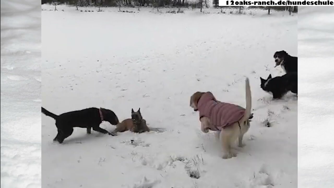 Wilde Horde: läufige Hündin mit unkastrierten Rüden im Schnee - kein Problem, wenn Beziehung stimmt