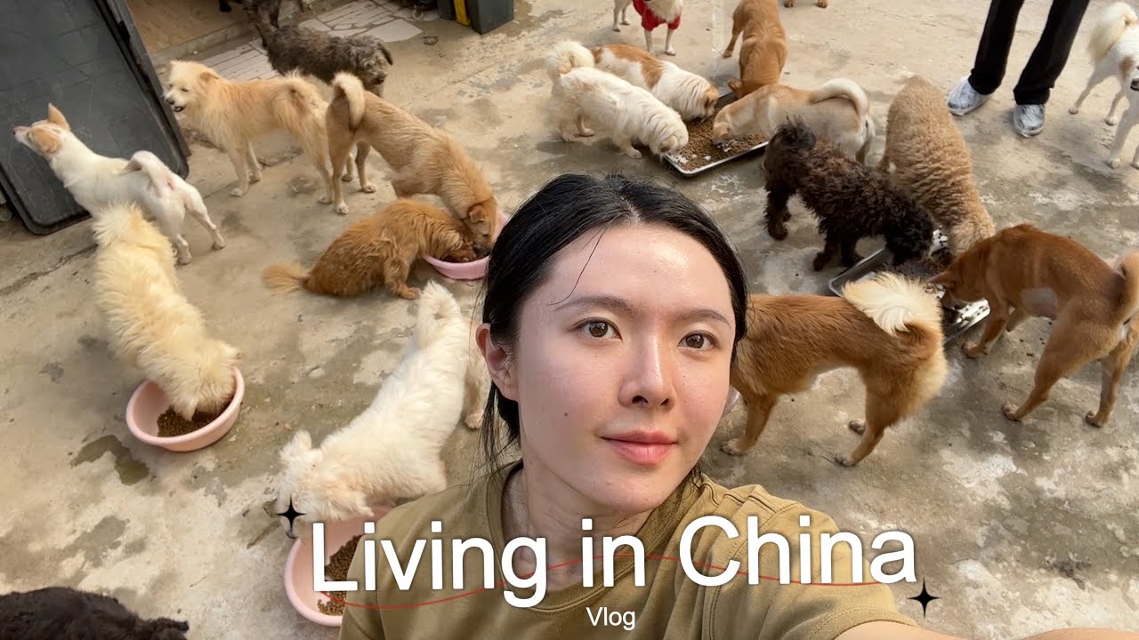 Inside China's Homeless Dog Shelter | Vlog