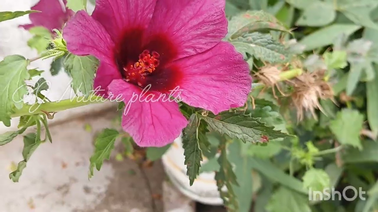 This video only shows some of the roses, daisies, bougainvillea and canal flowers 