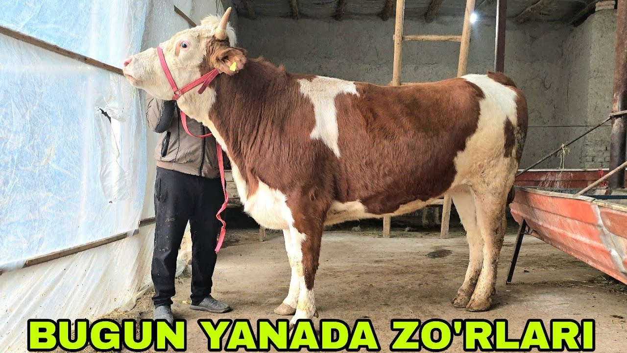 Azizbek va Boburjon ukamizdan bugun sifatiga bir biridan o'tarlari 5 февраля 2026 г.