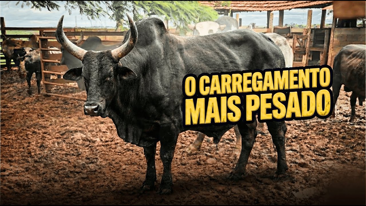 O CARREGAMENTO MAIS PESADO QUE JÁ FIZEMOS!